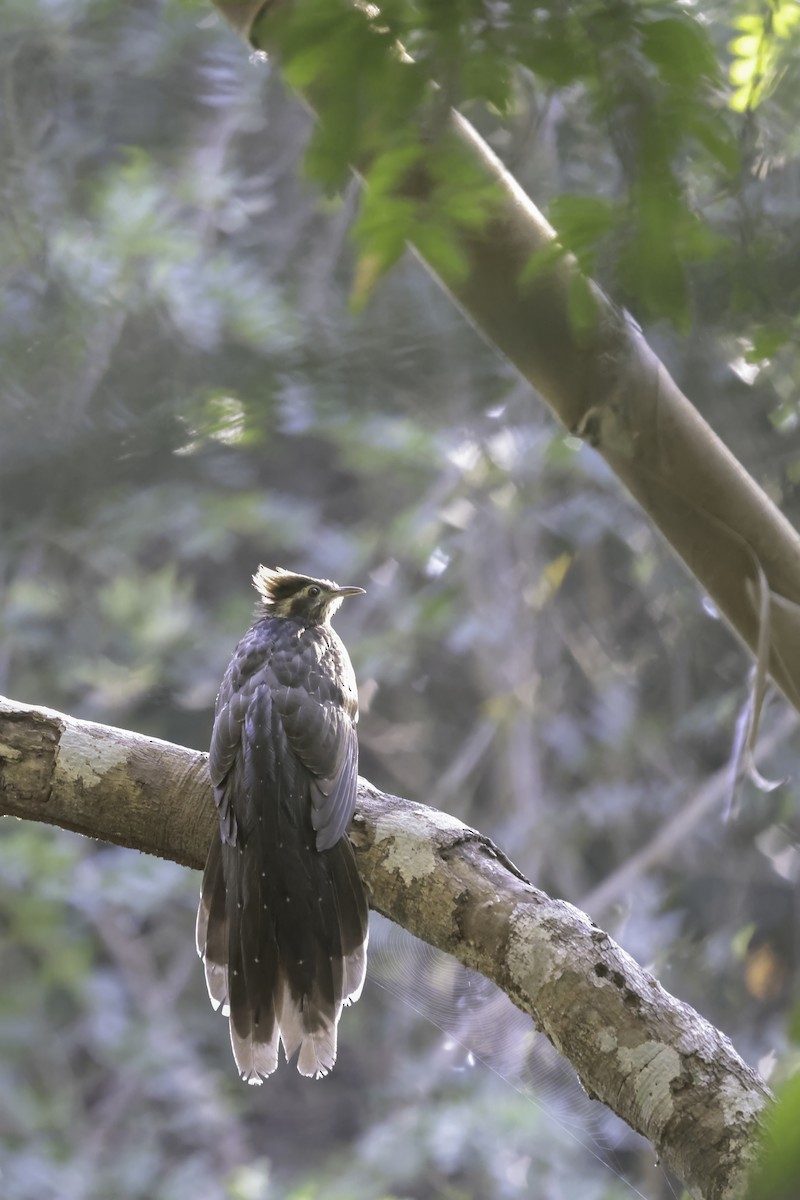 Pheasant Cuckoo - ML621836342