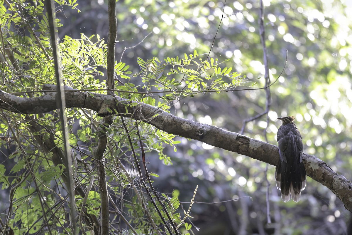 Pheasant Cuckoo - ML621836343