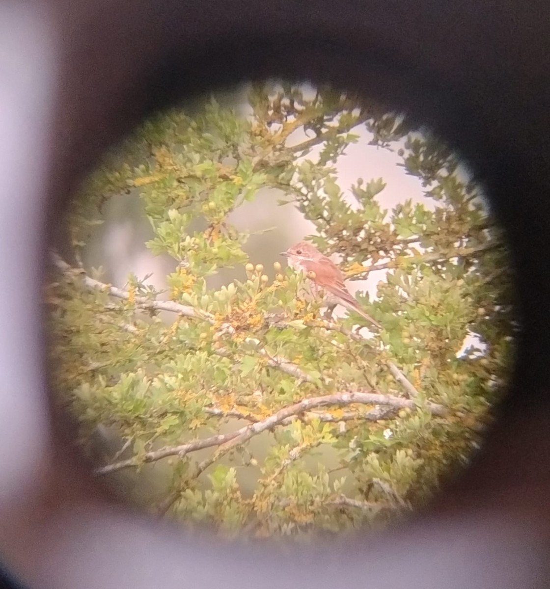 Red-backed Shrike - ML621836348