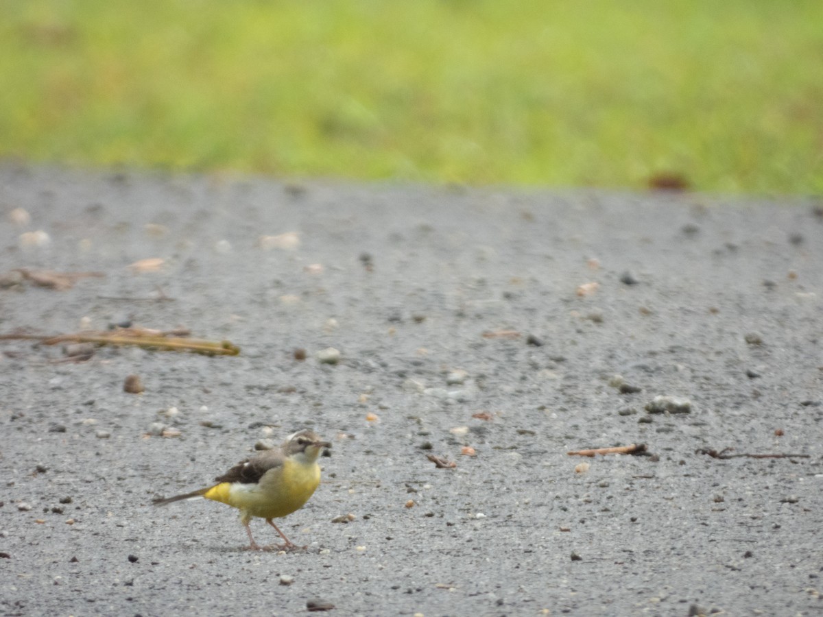 Gray Wagtail - ML621836378