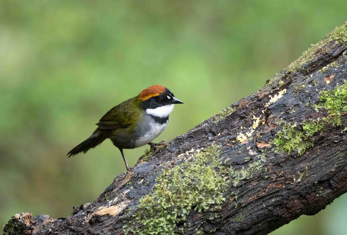 Chestnut-capped Brushfinch - ML621836401