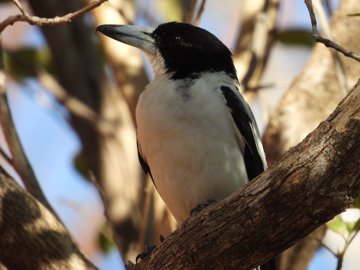 Silver-backed Butcherbird - ML621836406