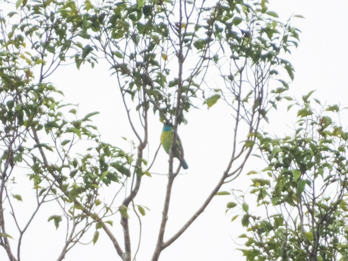 Yellow-crowned Barbet - ML621836429