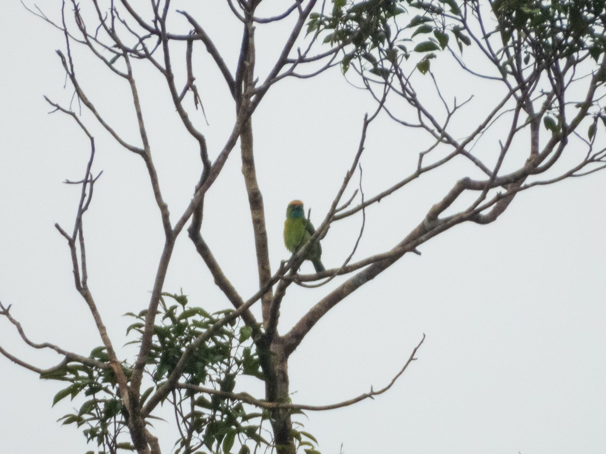 Yellow-crowned Barbet - ML621836430