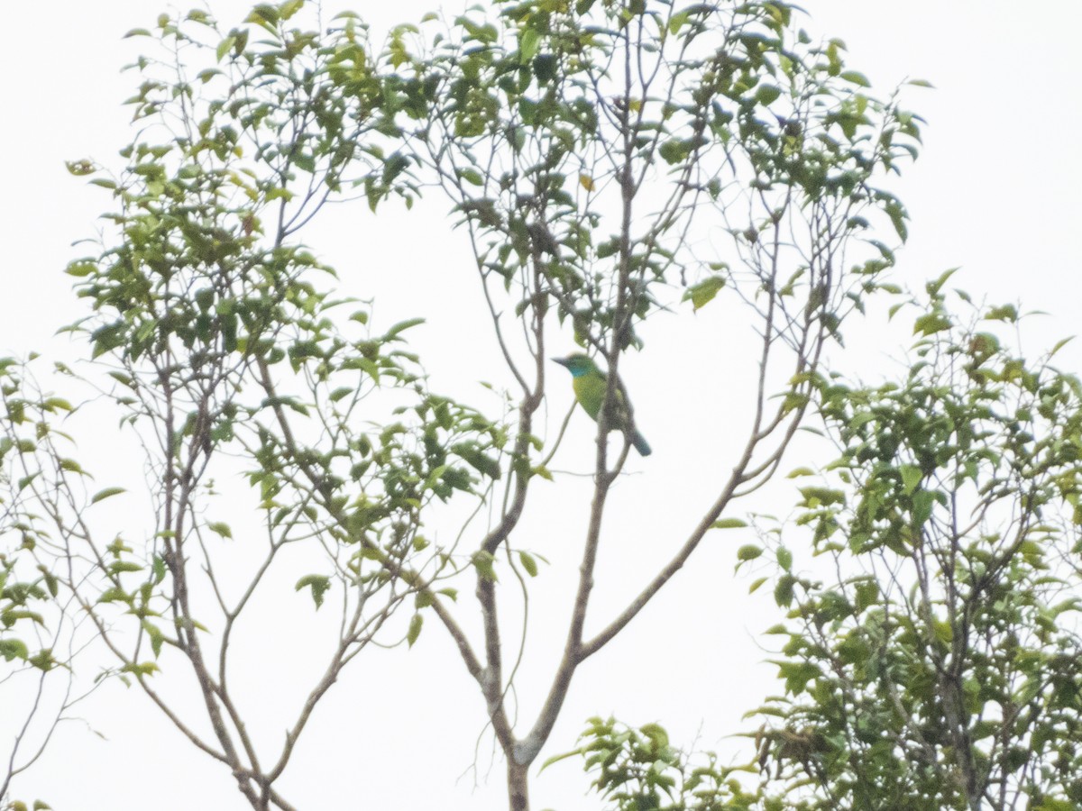 Yellow-crowned Barbet - ML621836431