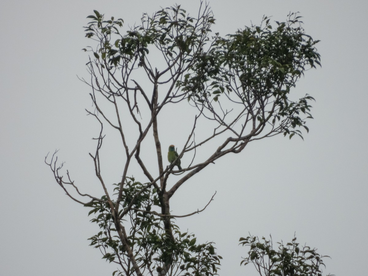 Yellow-crowned Barbet - ML621836432