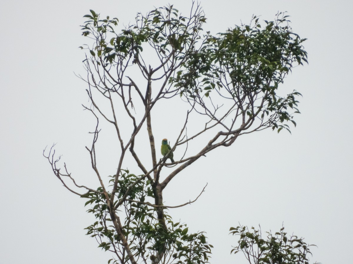 Yellow-crowned Barbet - Jorge Juan Rueda