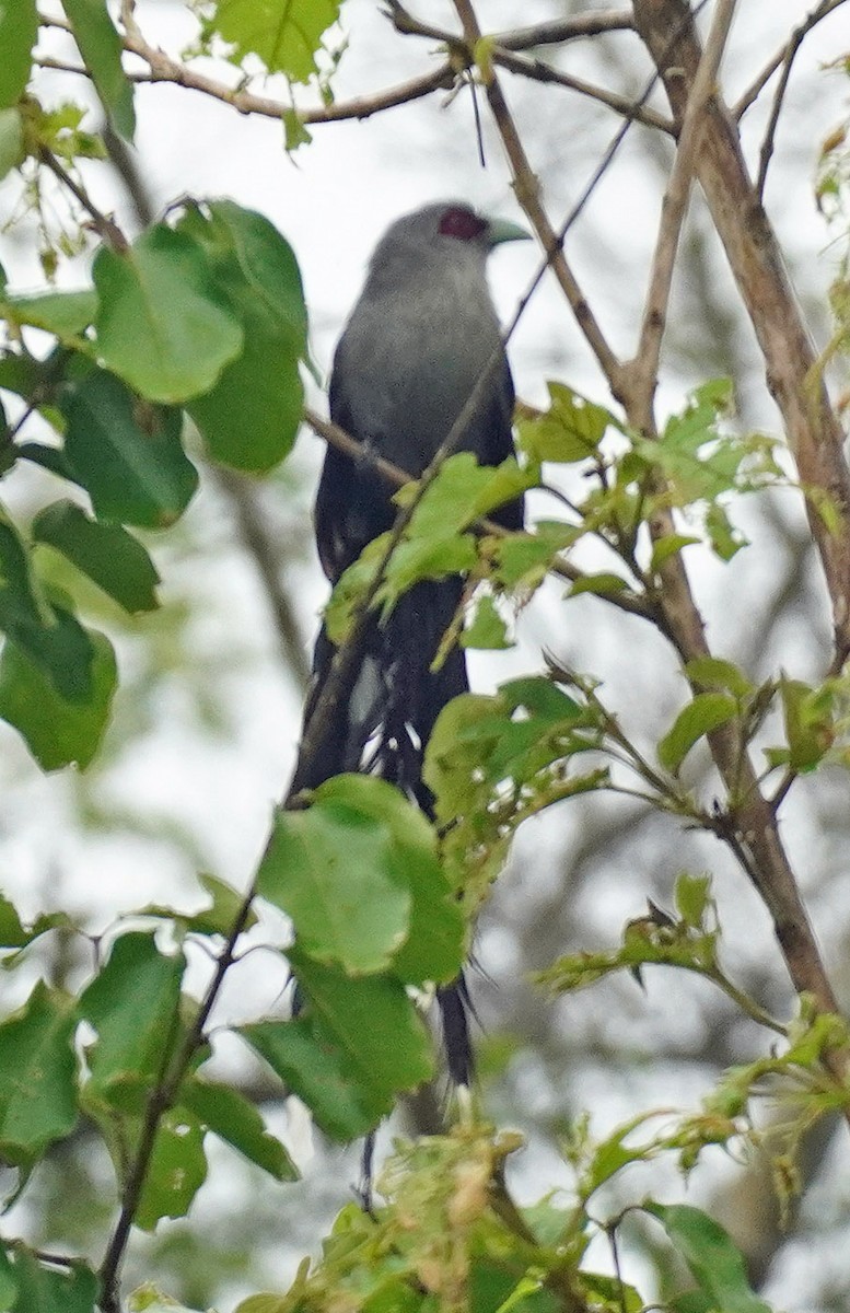 Green-billed Malkoha - ML621836438