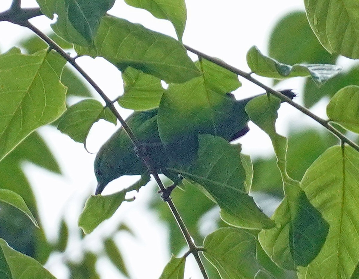 Golden-fronted Leafbird - ML621836440