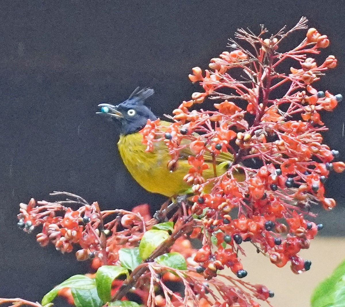 Black-crested Bulbul - ML621836451