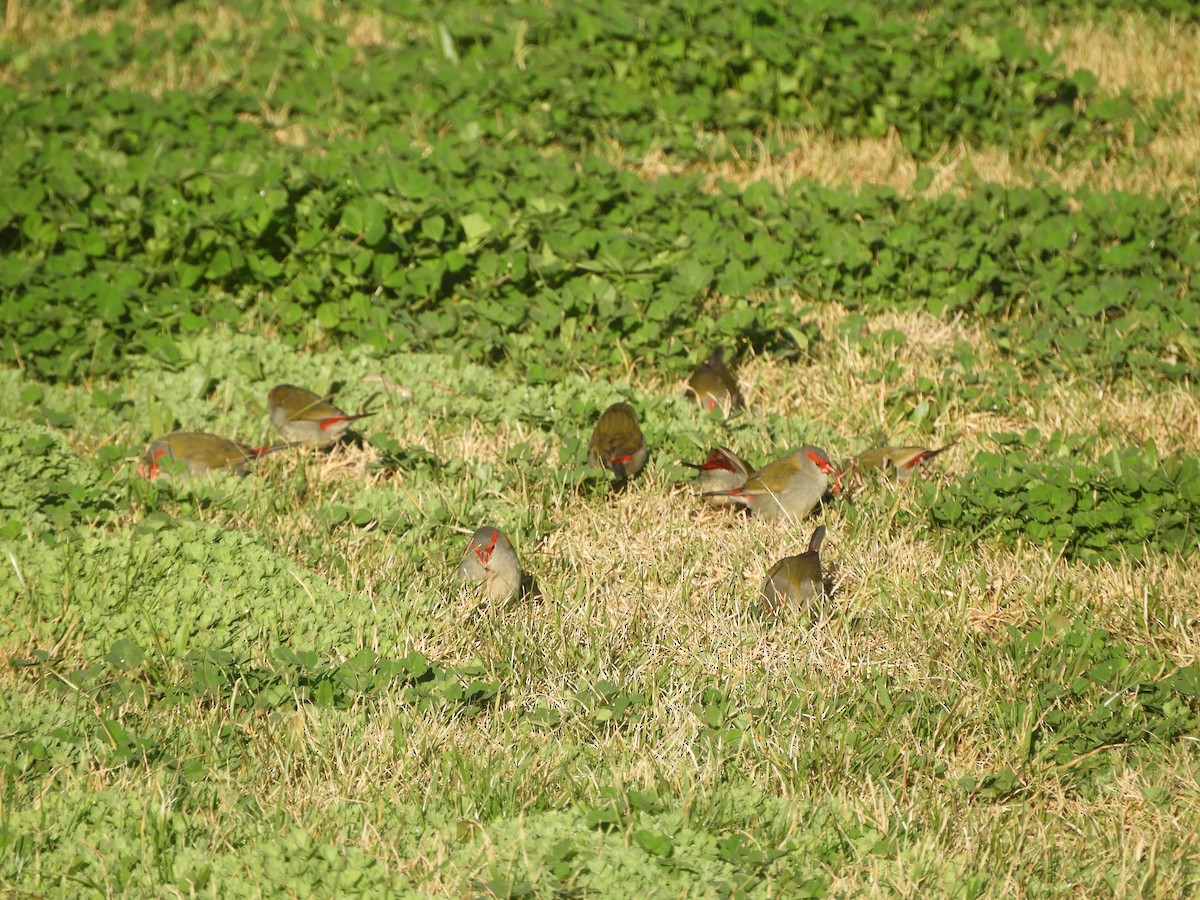 Red-browed Firetail - ML621836491