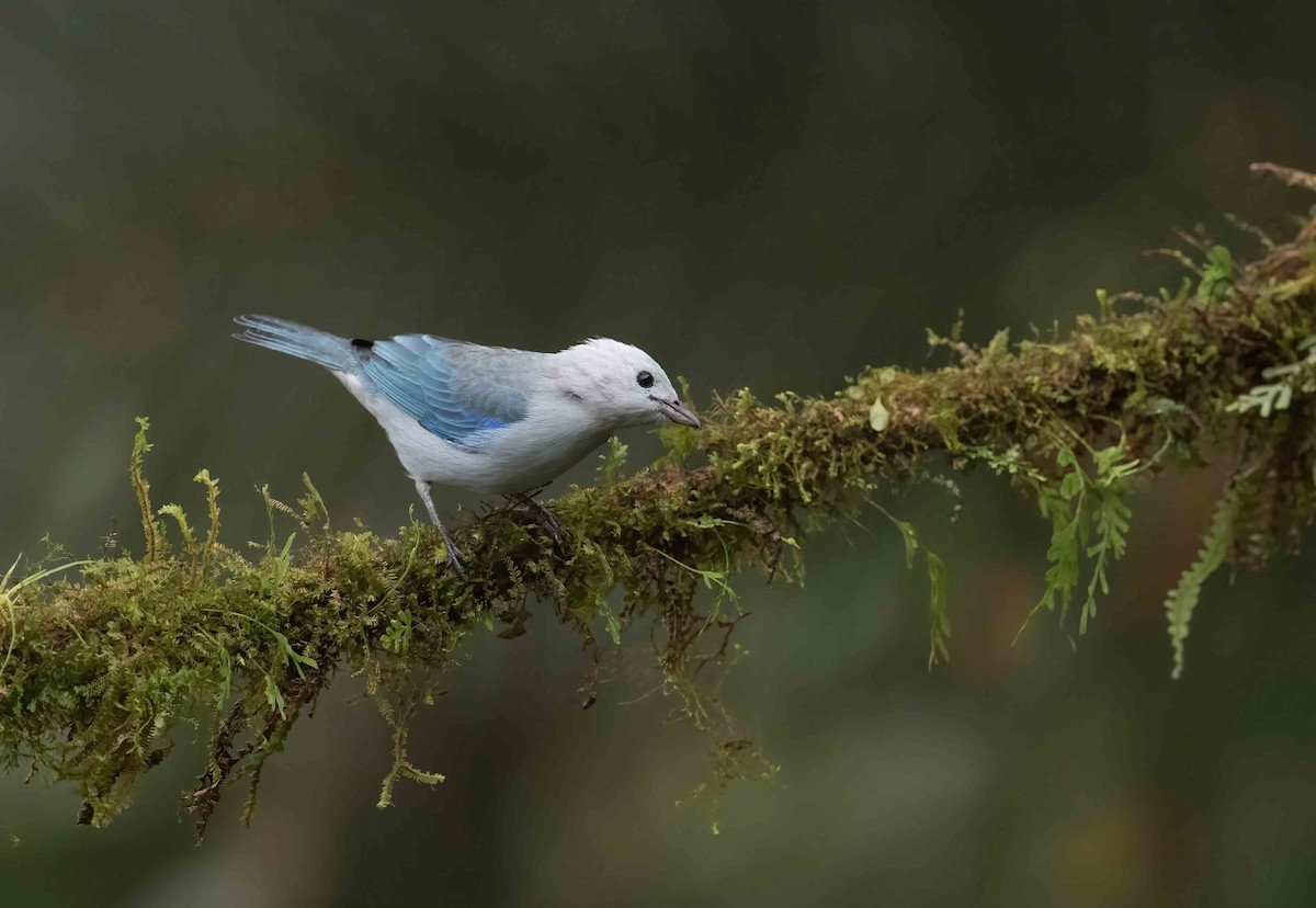 Blue-gray Tanager - ML621836503