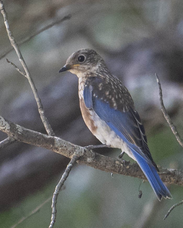 Eastern Bluebird - ML621836538