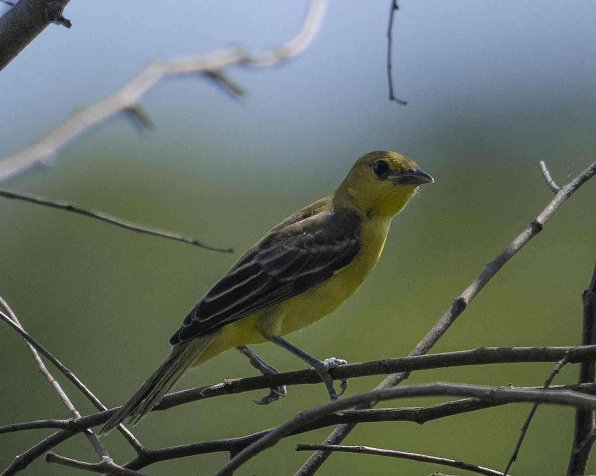 Orchard Oriole - ML621836540