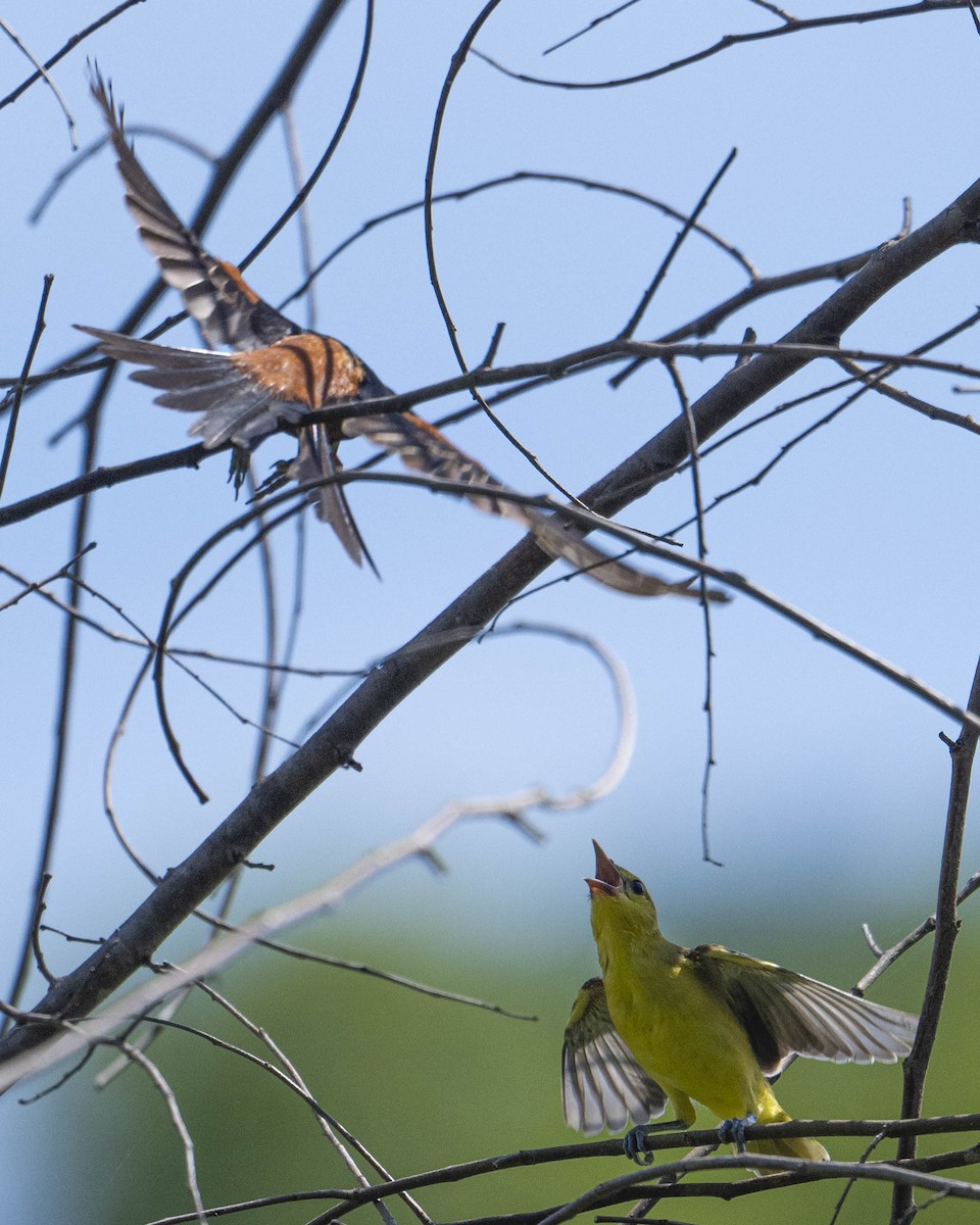 Orchard Oriole - ML621836543