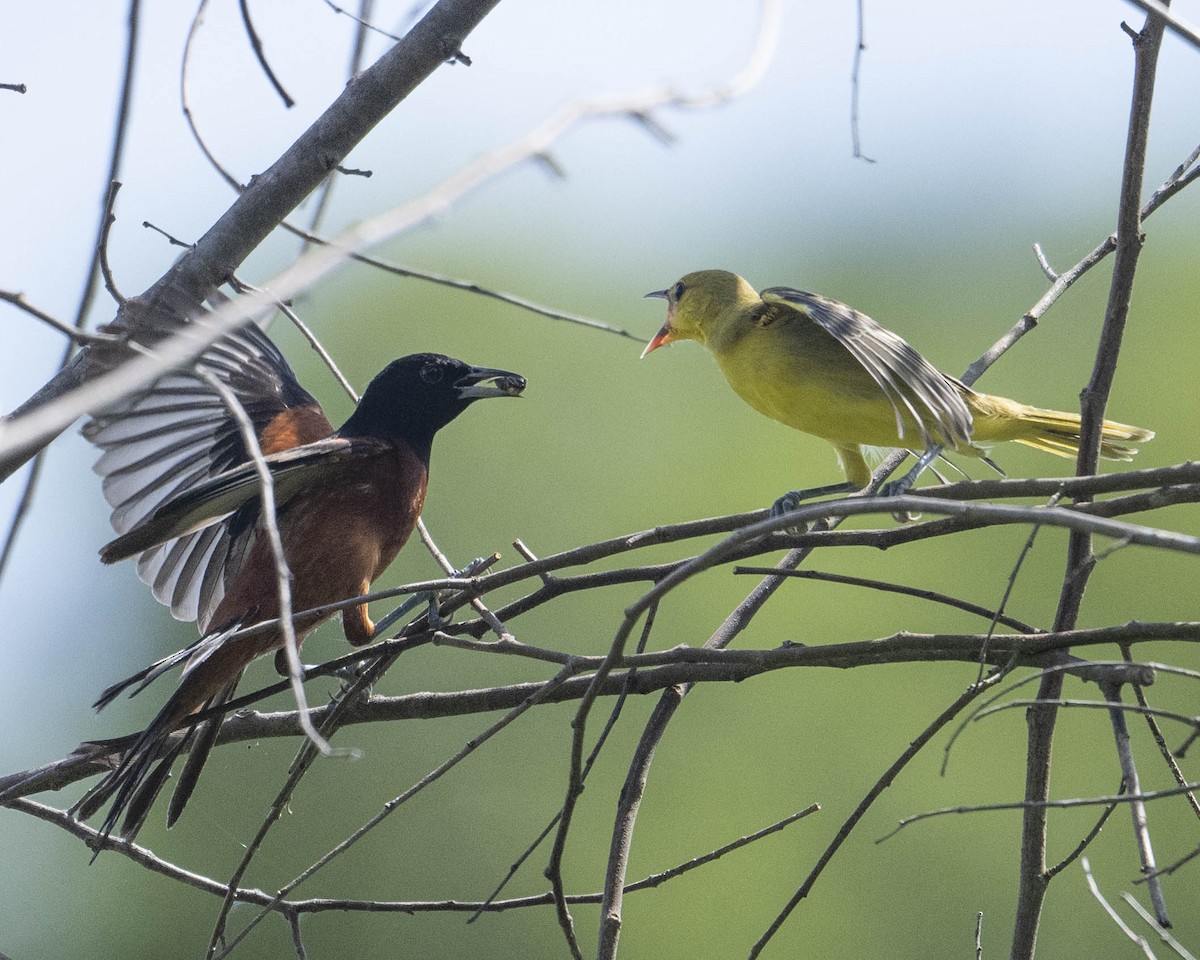 Orchard Oriole - Gary Hofing