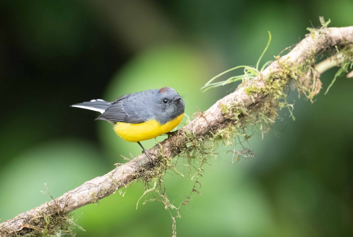 Slate-throated Redstart - ML621836547