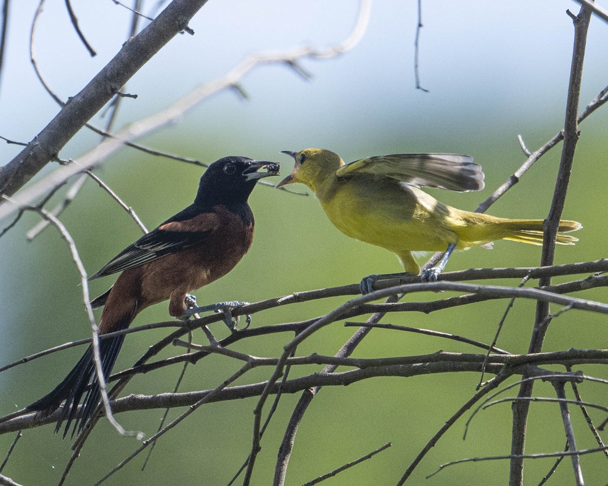 Orchard Oriole - ML621836549