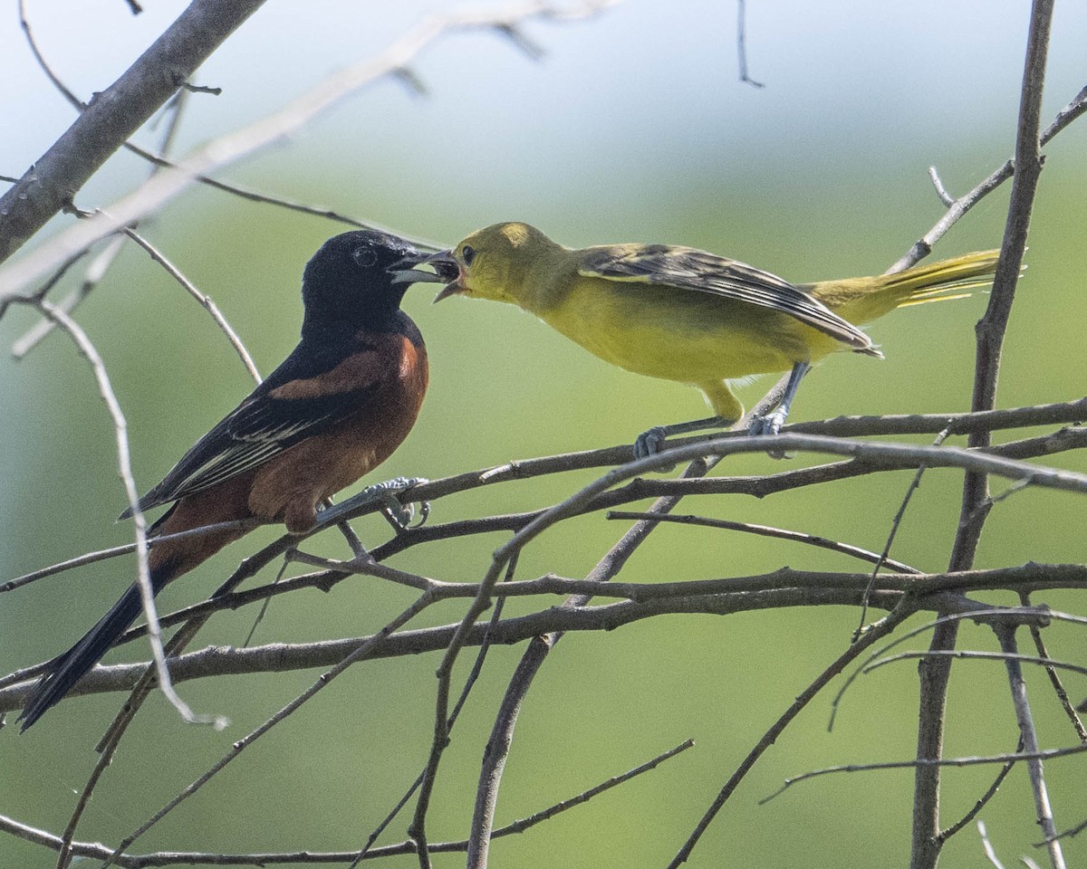 Orchard Oriole - ML621836550