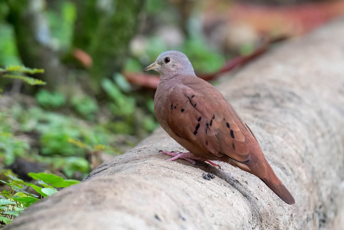 Ruddy Ground Dove - ML621836551