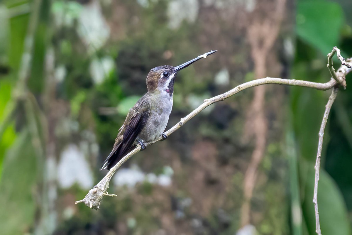 Long-billed Starthroat - ML621836554