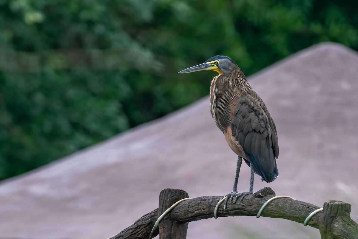 Bare-throated Tiger-Heron - ML621836564