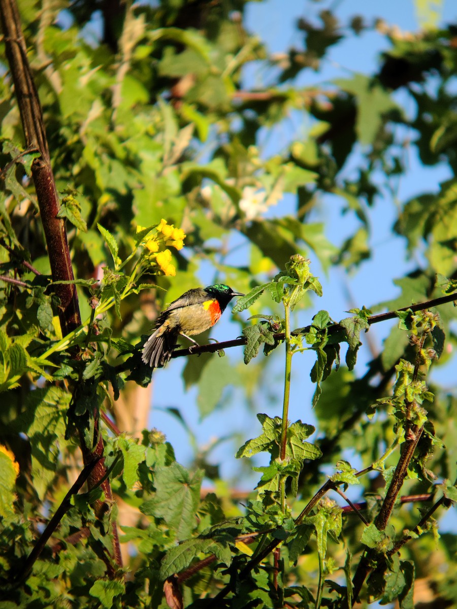 Hochland-Nektarvogel - ML621836572