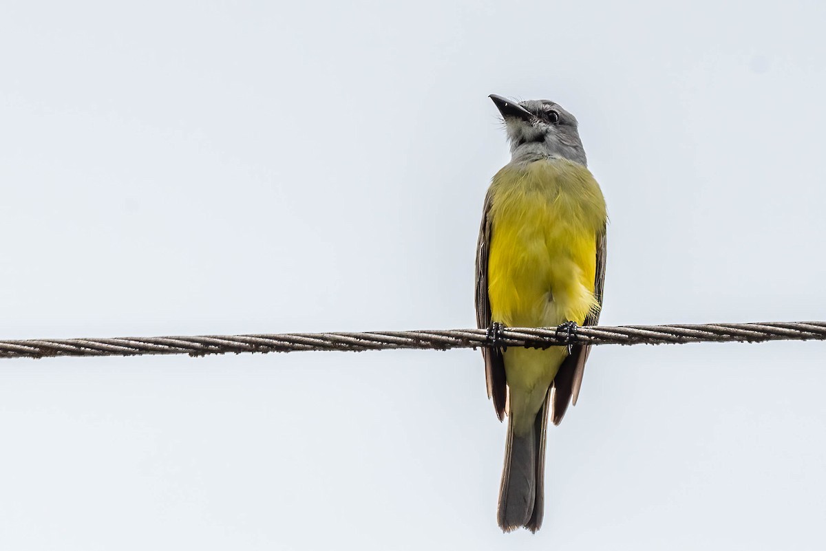 Tropical Kingbird - ML621836589