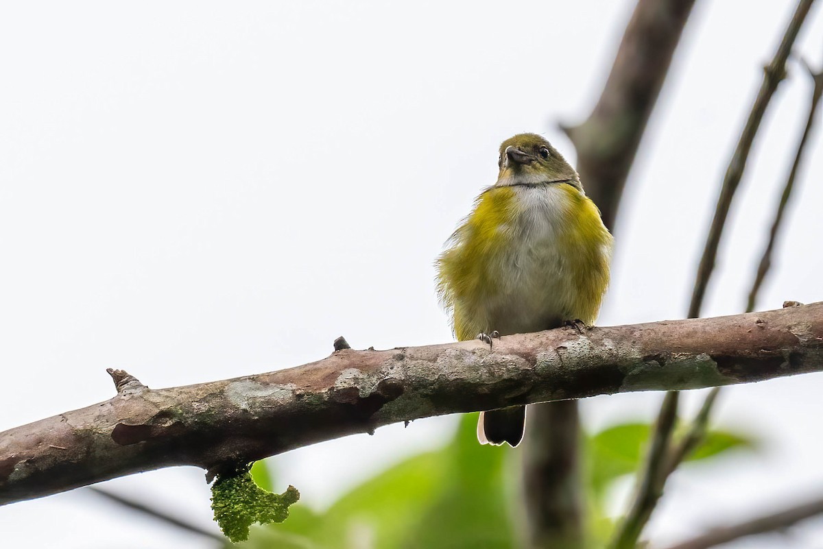 Yellow-throated Euphonia - ML621836609