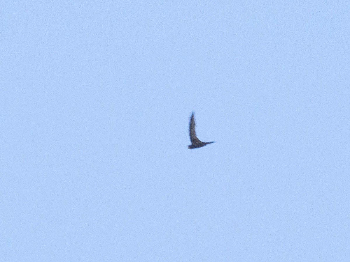 Common Swift - ML621836620