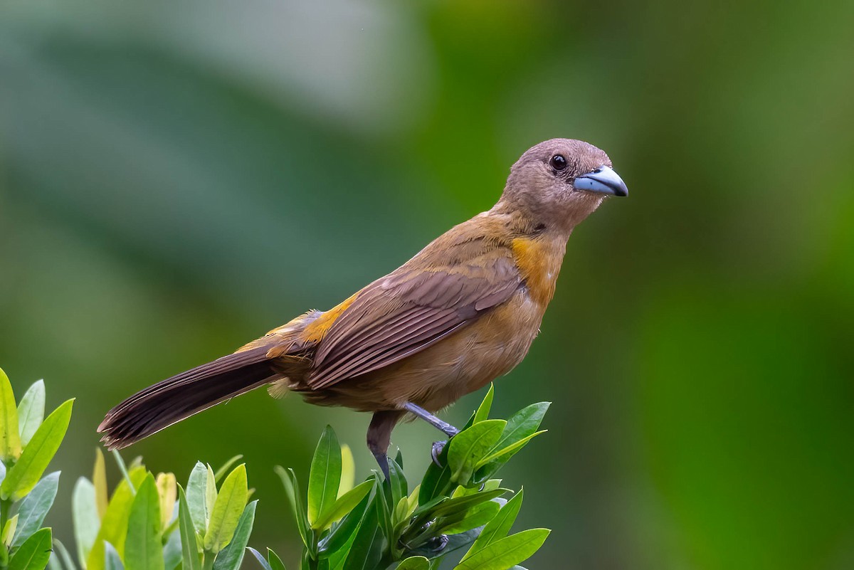 Scarlet-rumped Tanager - ML621836627