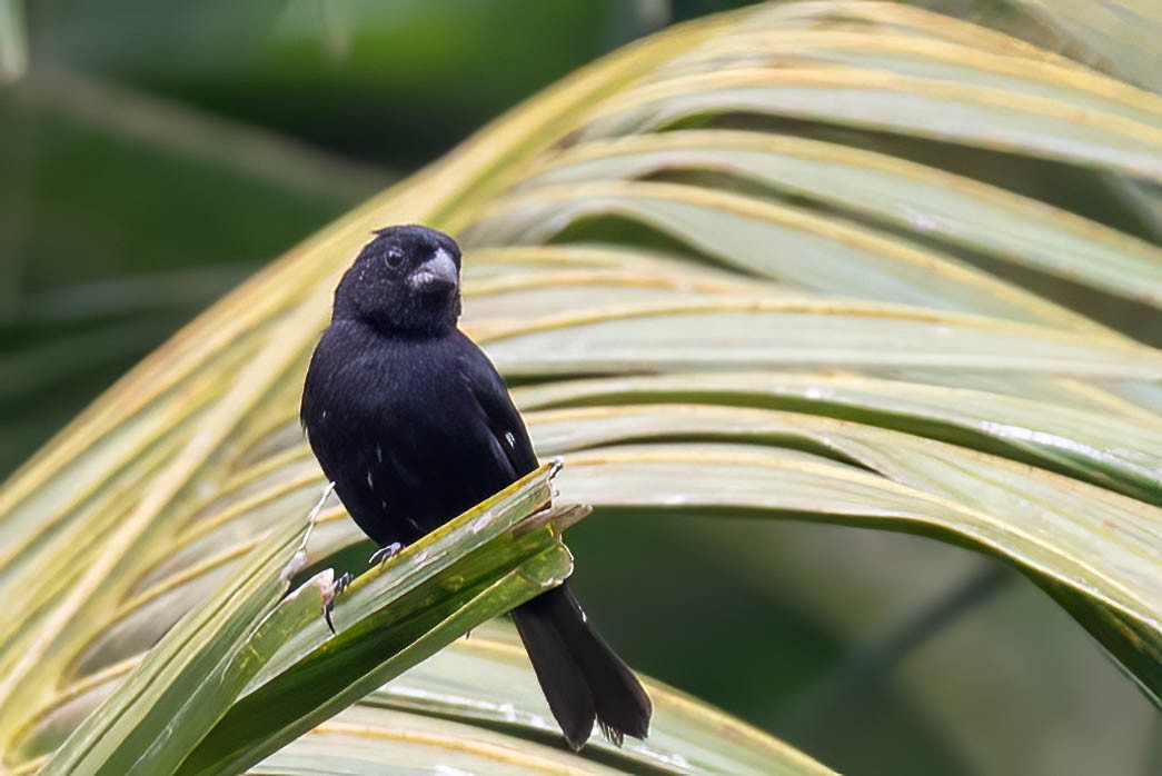 Variable Seedeater - ML621836635