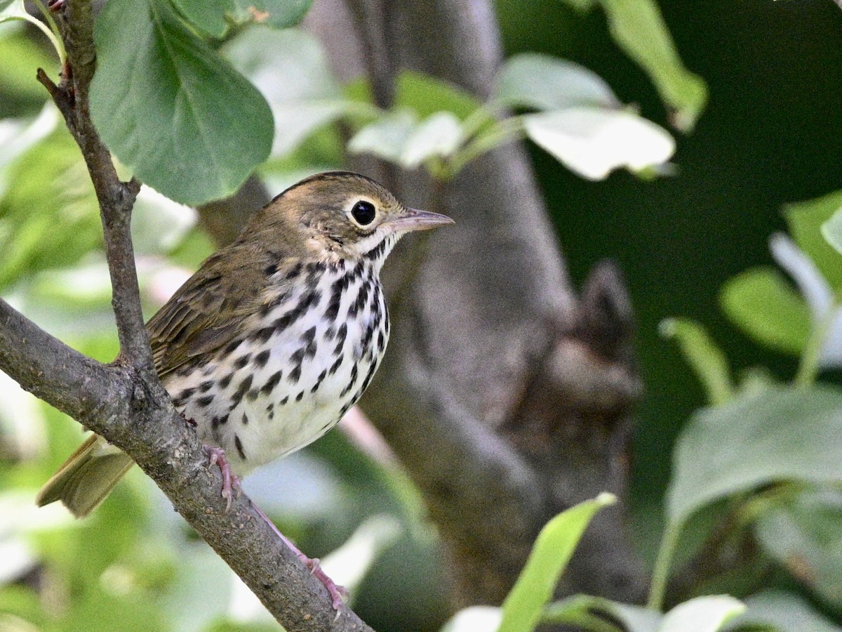 Ovenbird - ML621836646