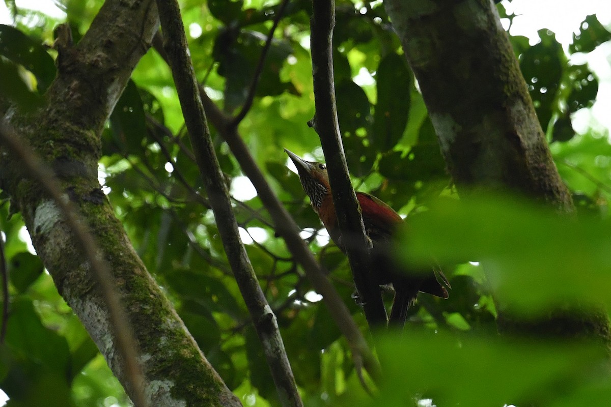 Checker-throated Woodpecker - ML621836709