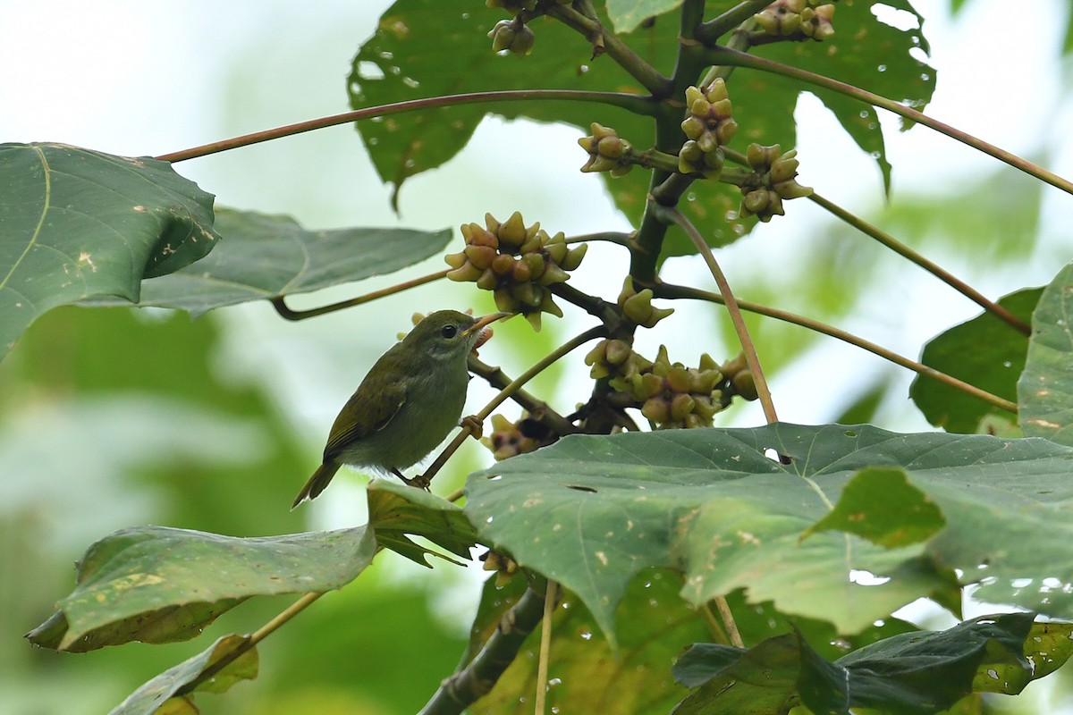 Plain Sunbird - ML621836713