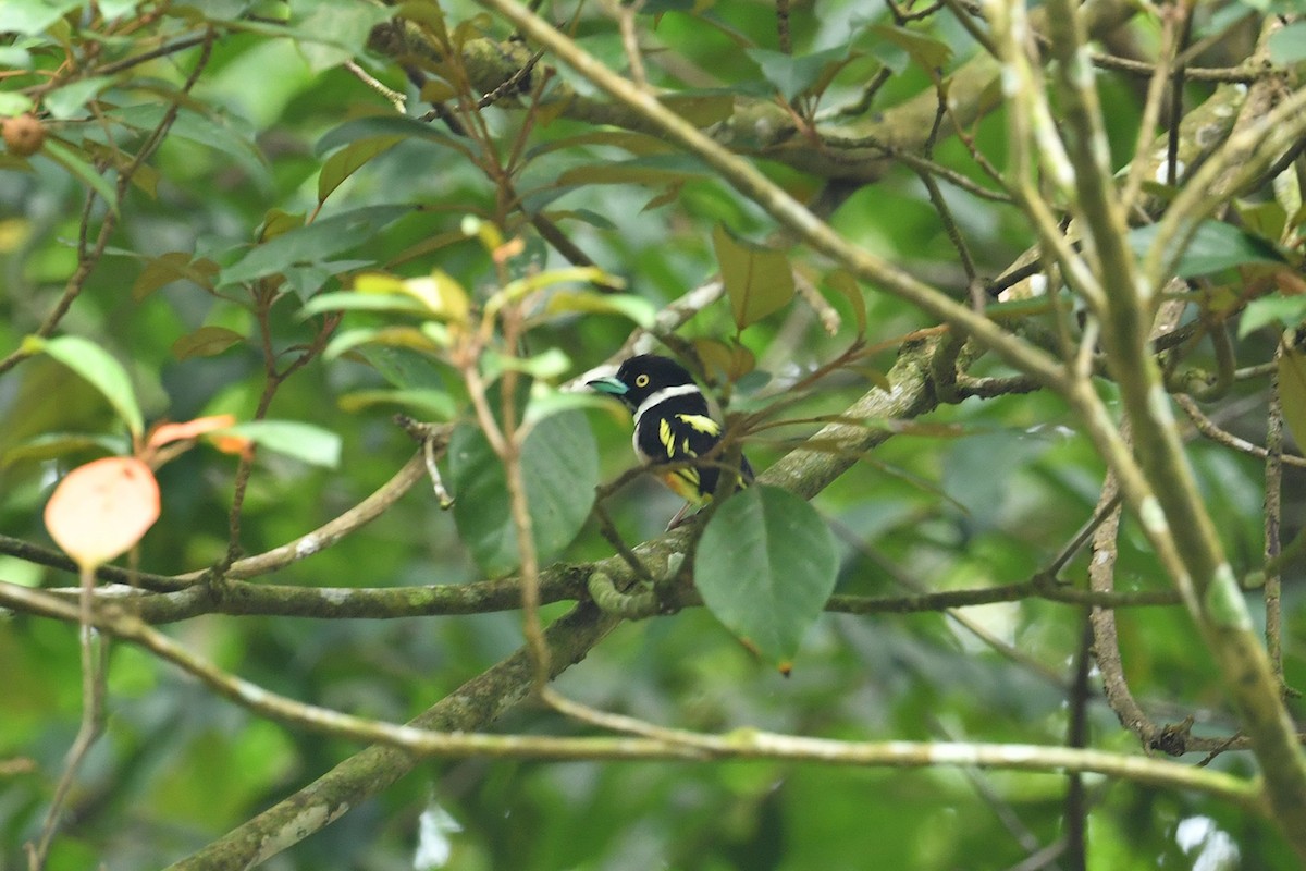 Black-and-yellow Broadbill - ML621836714