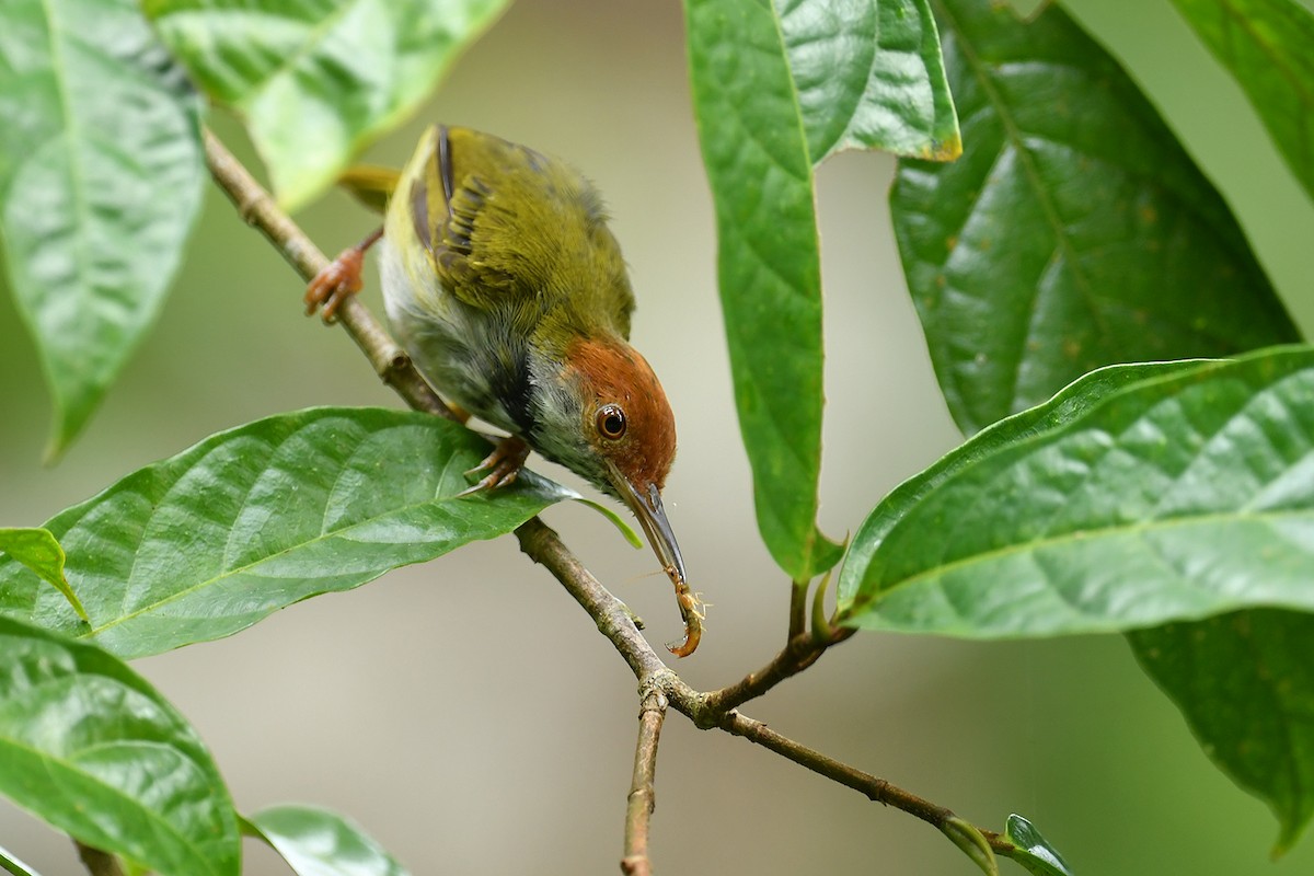 Dunkelkehl-Schneidervogel - ML621836722