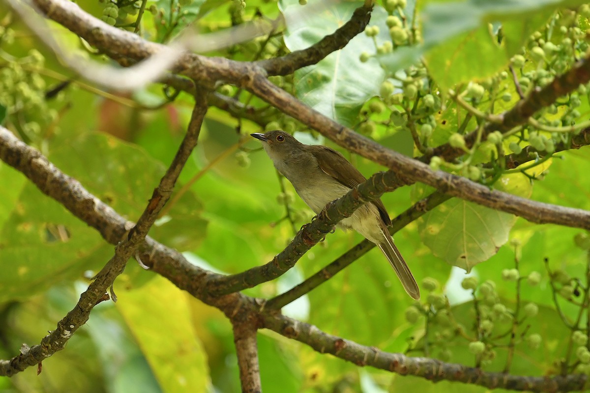 Spectacled Bulbul - ML621836740