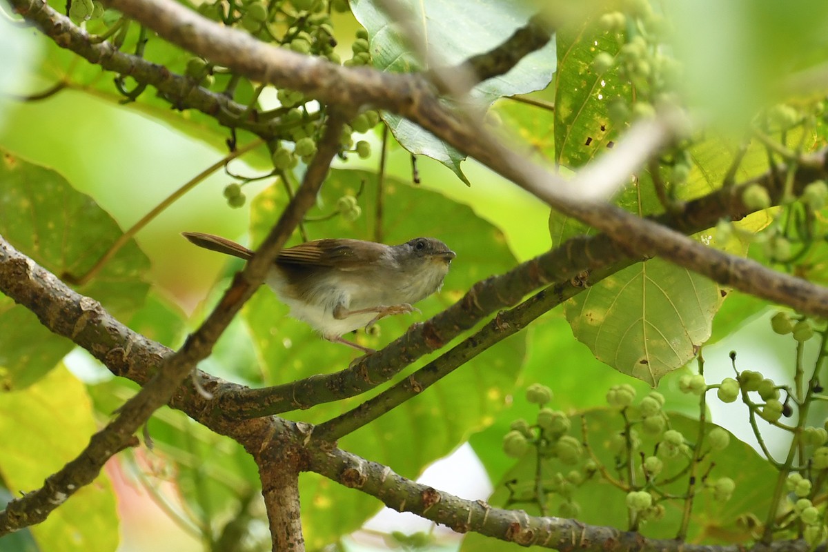 Brown Fulvetta - ML621836743