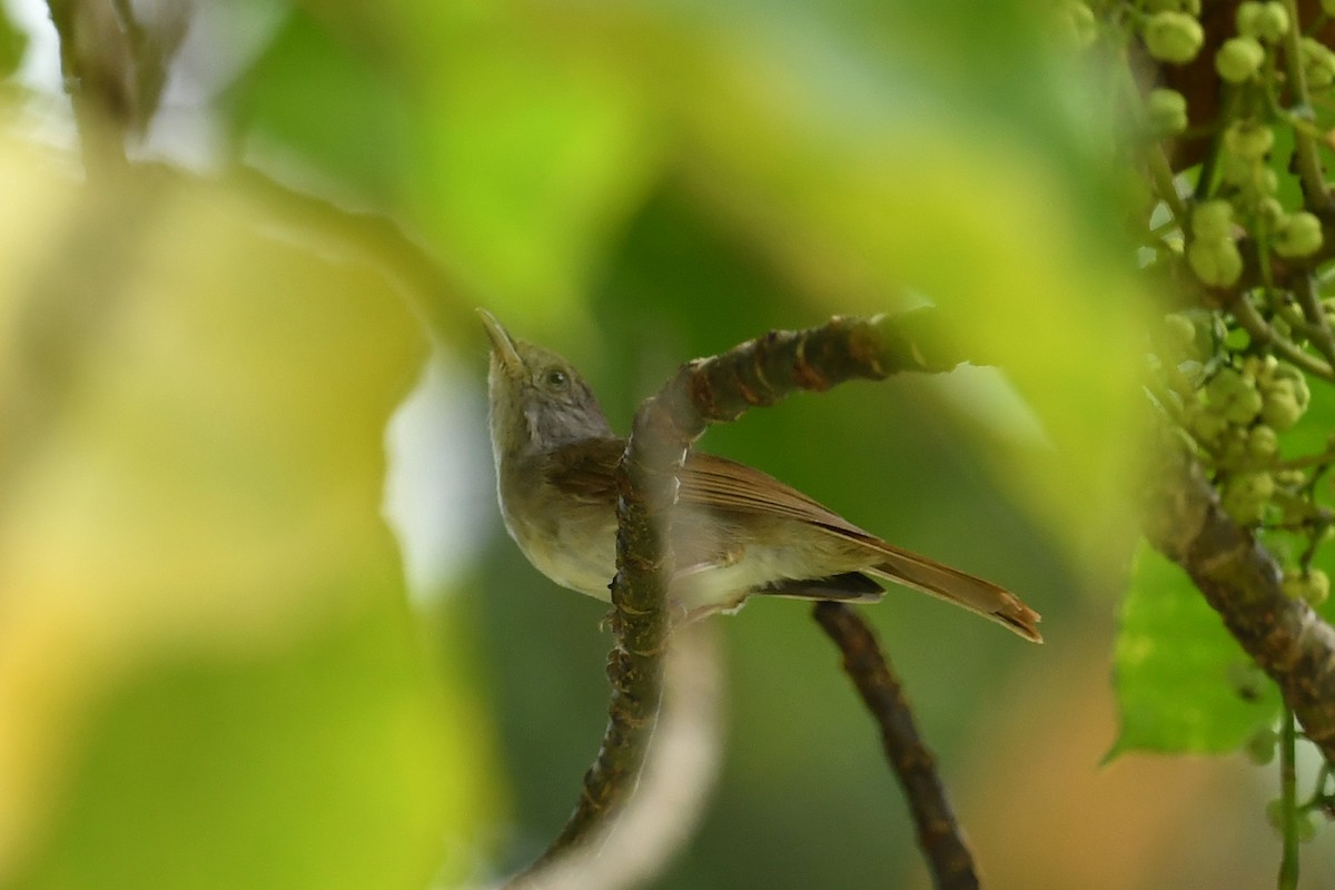 Brown Fulvetta - ML621836744