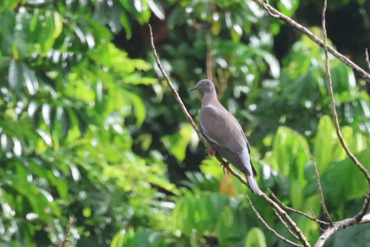 Plain Pigeon - ML621836749