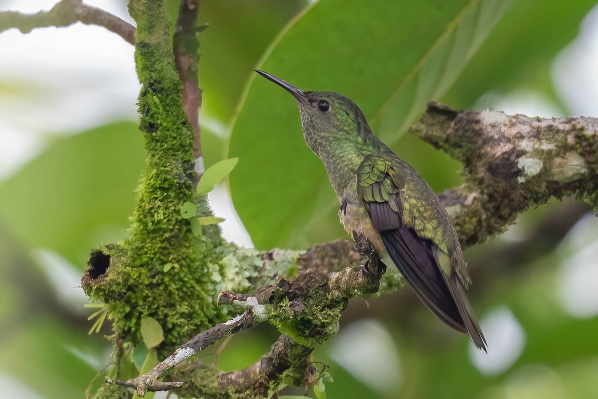 Scaly-breasted Hummingbird - ML621836757