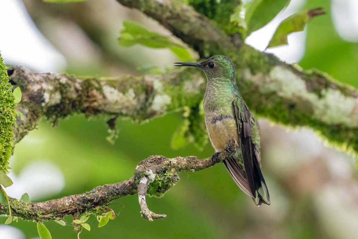 Scaly-breasted Hummingbird - ML621836758