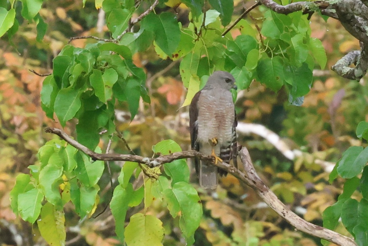 Haitibussard - ML621836772