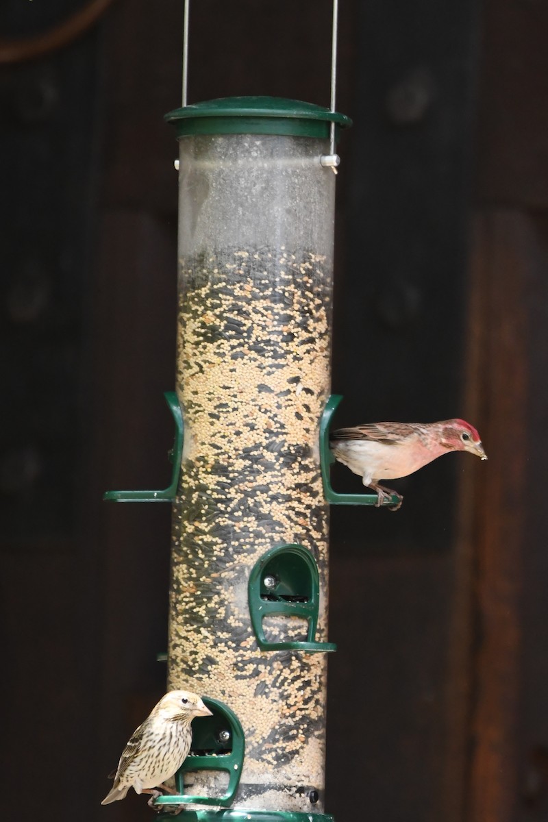 Cassin's Finch - ML621836780