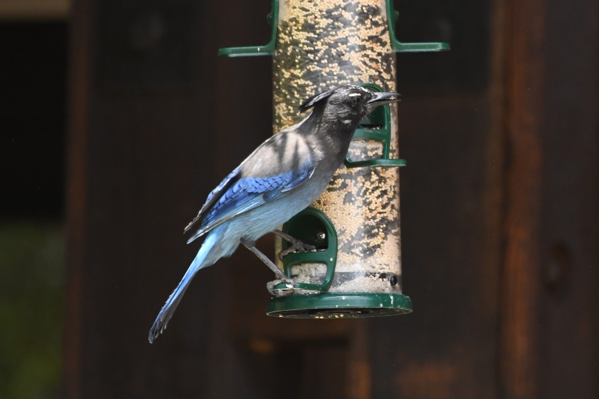 Steller's Jay - ML621836785