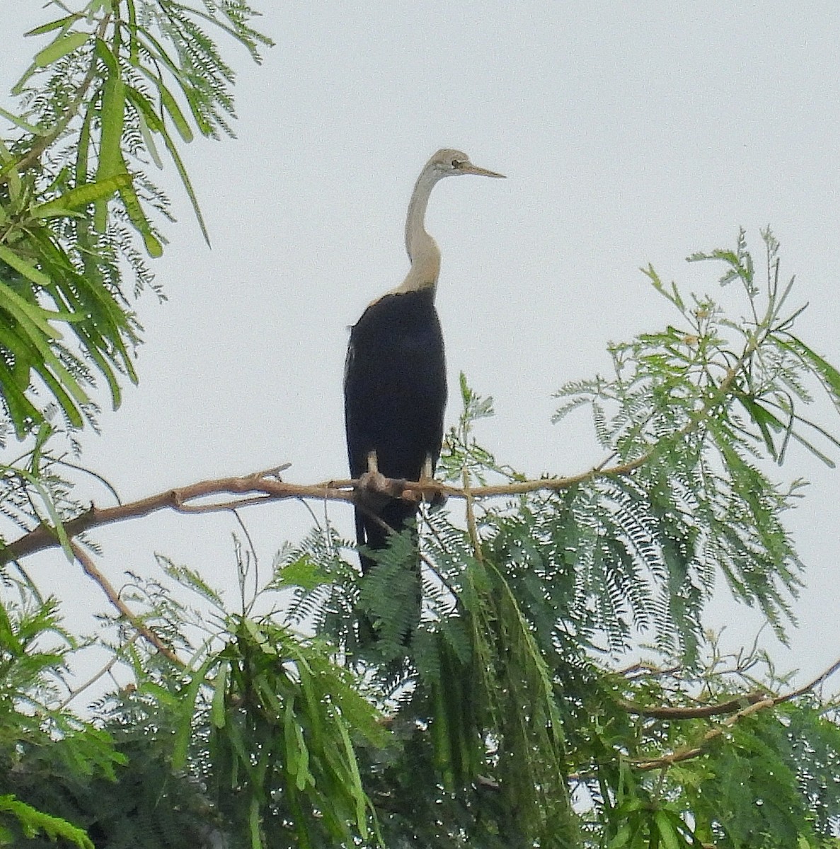 Oriental Darter - ML621836788