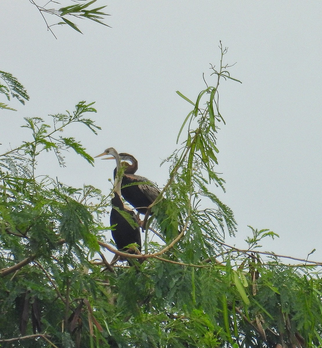 Oriental Darter - ML621836789