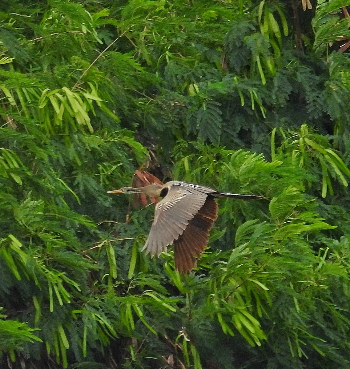 Oriental Darter - ML621836790