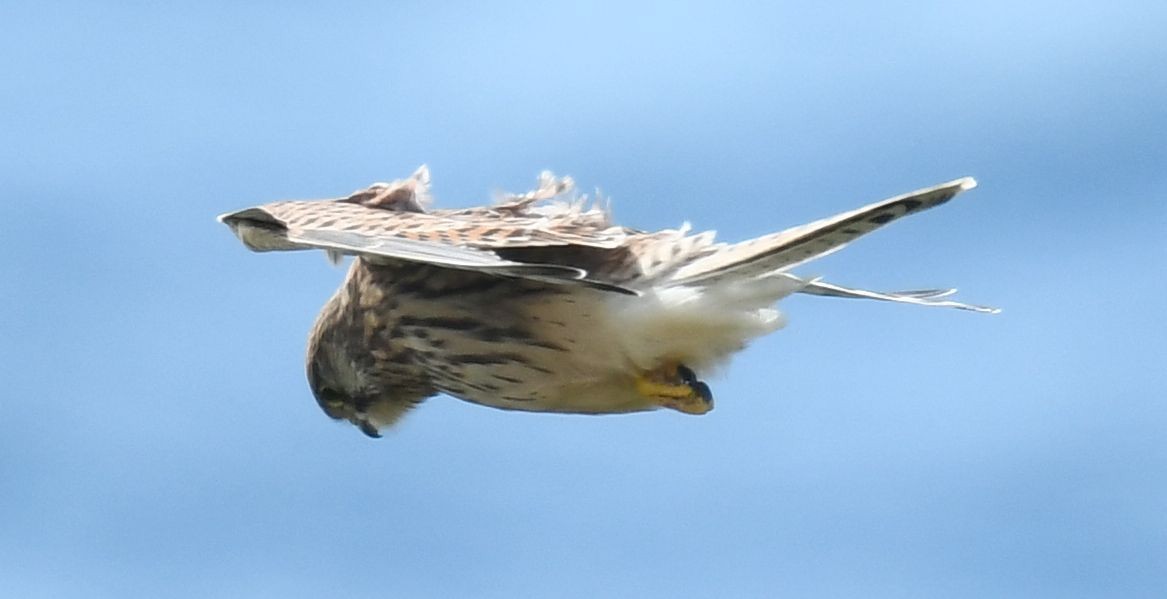 Eurasian Kestrel - ML621836798